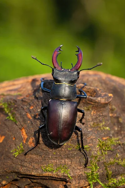 Stag Beetle Lucanus Cervus Crawling Wooden Branch Summer Nature Top — Stock Photo, Image
