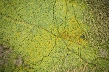 Sulak alanlarda yoğun yeşil çimenleri ve sazlık bitkilerini geçen hayvan izleri. Yaz mevsiminde bataklıklardan geçen yolların en iyi drone görüntüsü. Doğadan gelen arkaplan.