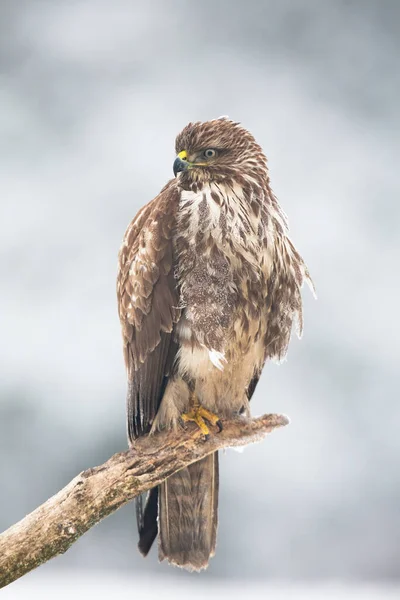 Riaszd Közönséges Keselyűt Buteo Buteo Aki Ágon Körömmel Borítva Magányos — Stock Fotó