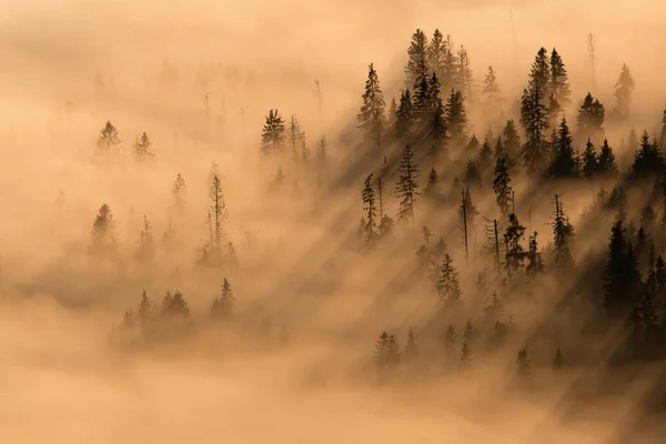 Paesaggio Con Albero Sporgente Una Nebbia Autunno Natura Illuminata Dal — Foto Stock