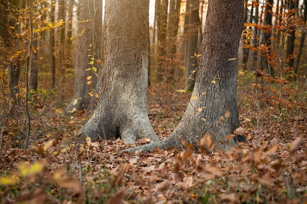 Árvore Marcação Lamacenta Javali Sus Scrofa Floresta Outono Iluminado Pelo — Fotografia de Stock