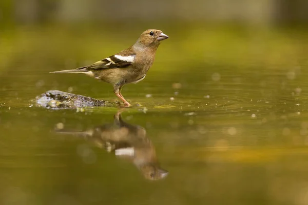 Pinzón Hembra Fringilla Coelebs Sentado Agua Poco Profunda Estanque Punto — Foto de Stock