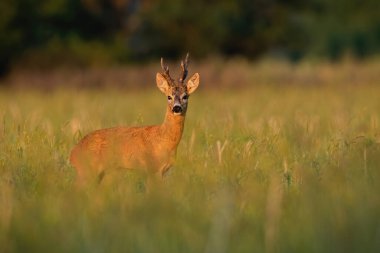 Roe geyiği, capreolus capreolus, sonbahar gündoğumunda uzun otlaklarda duruyor. Erkek memeliler sonbahar güneşinde çayıra bakarlar. Roebuck büyüyen araziyi izliyor.