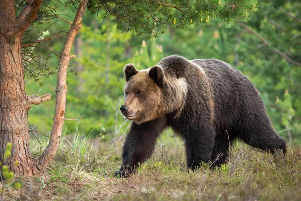 Μεγάλη Καφέ Αρκούδα Ursus Arctos Περπάτημα Στο Δάσος Κατά Διάρκεια — Φωτογραφία Αρχείου
