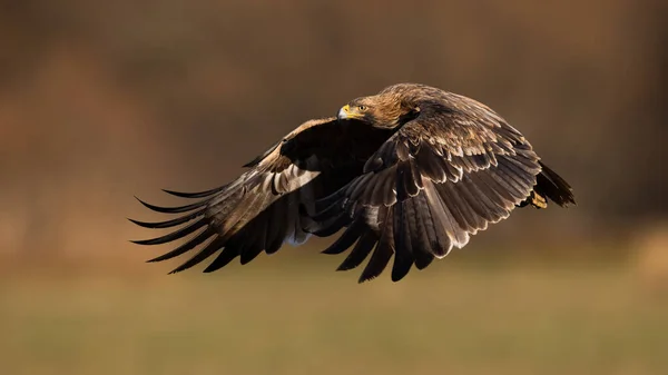 Orel Východní Aquila Heliaca Létá Křídly Zakrytými Sluncem Raptor Vznáší — Stock fotografie