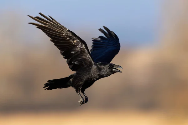 Common raven, corvus corax, flying with open beak in autumn nature illuminated by evening sun. Black bird with dark metallic feathers in the air with trees in background.