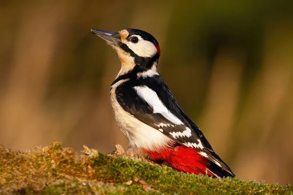 Great Spotted Woodpecker Dendrocopos Major Sitting Mossed Wood Autumn Color — Stock Photo, Image