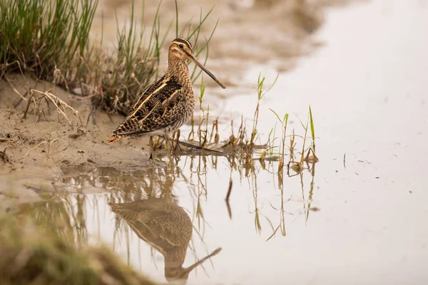 Звичайний Снайпер Сидить Березі Річки Відображенням Воді Мігруючий Птах Коричневим — стокове фото