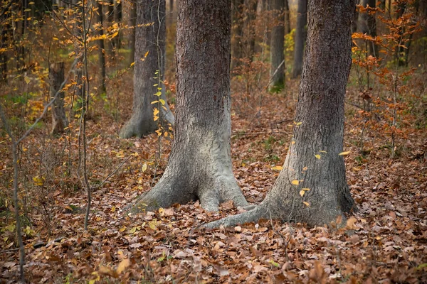 Mud on trees after wild boar, sus scrofa,s were scathing their fur there. Territorial marking of animals in forest. Nature scenery in autumn with orange and yellow leaves.