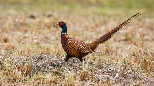 Common Pheasant Phasianus Colchicus Walking Field Agriculture Land Ring Necked — Stock Photo, Image