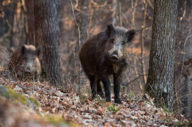 Sonbaharda ormanda kameraya bakan iki yaban domuzu, sus Scrofa. Sonbaharda yaprakların üzerinde duran bir çift kahverengi memeli. Ormanda bizi izleyen bir çift vahşi domuz..