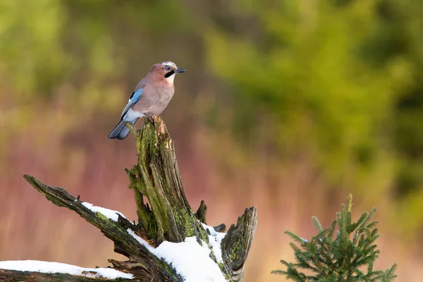 Eurasiska Kajen Garrulus Glandarius Sitter Snöig Stubbe Vintern Liten Fågel — Stockfoto