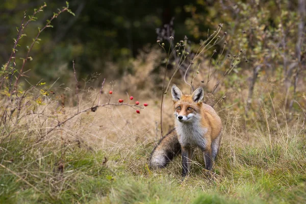 Volpe Rossa Avvoltoi Piedi Prati Asciutti Nella Natura Autunnale Mammifero — Foto Stock