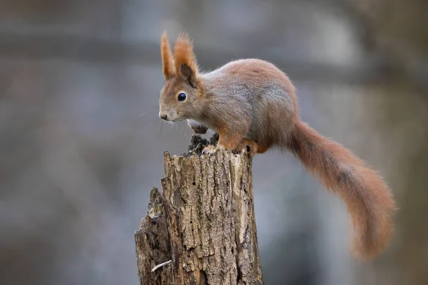 Rødt Ekorn Sciurus Vulgaris Klatrer Trær Høstens Omgivelser Furry Gnager – stockfoto