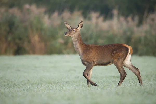 Rode Herten Cervus Elaphus Wandelen Groen Grasland Herfst Natuur Vrouwelijke — Stockfoto