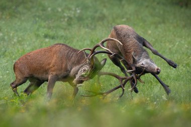 İki kırmızı geyik, Cervus Elaphus, Güz doğasında yeşil bir çayırda öfkeyle savaşan geyikler. Doğada birbirini iten boynuzlu dev memeliler düellosu. Hayvanların bölgesel çatışması.