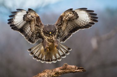Sıradan bir akbaba, buteo buteo, kış ormanı dalına iniyor. Ağacın üzerinde kanatları olan yırtıcı kuş. Ormanda uçuşan kahverengi tüylü hayvan..
