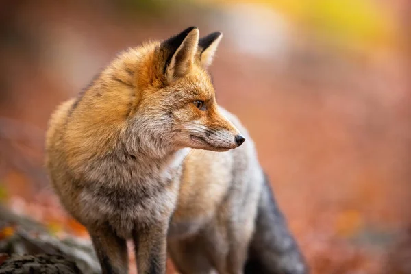 Volpe Rossa Avvoltoi Osservando Sul Fogliame Arancione Natura Autunnale Mammifero — Foto Stock