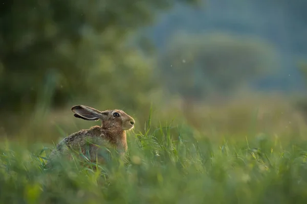 Lièvre Brun Lepus Europaeus Caché Dans Longues Prairies Dans Nature — Photo