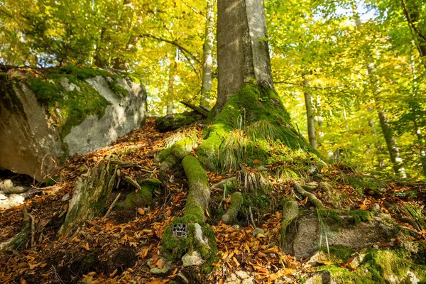 Camera trap hidden in a roots of a large tree in autumn forest. Research device with automatic triggering for movement placed in a woodland. Trail camera in nature.