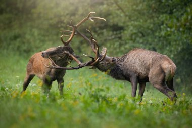 İki kızıl geyik, Cervus Elaphus, sonbahar ormanlarında yeşil çayırlarda kavga ediyorlar. Sonbaharda çayırlarda savaşan bir çift geyik. Ormanda çatışan boynuzlu memeliler.
