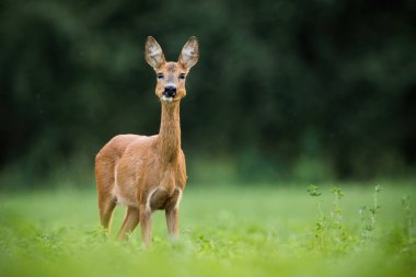 İlgili yumurta geyiği, capreolus capreolus, yaz doğasında yeşil bir çayıra bakan dişi geyik. Portakal kürklü ve kopya alanı olan özenli vahşi memeli. Doğal ortamda hayvan yaban hayatı.