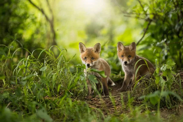 Két Vörös Róka Vulpes Vulpes Kölykök Nézelődnek Barlang Közelében Egy — Stock Fotó