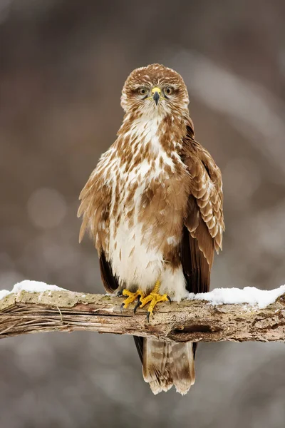 Mäusebussard Buteo Buteo Sitzt Auf Einem Ast Und Blickt Interessiert — Stockfoto