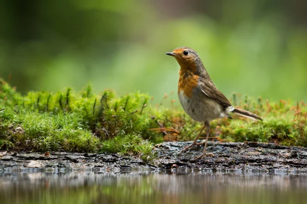 Europeu Robin Erithacus Rubecula Chão Posição Vertical Perto Lagoa Água — Fotografia de Stock