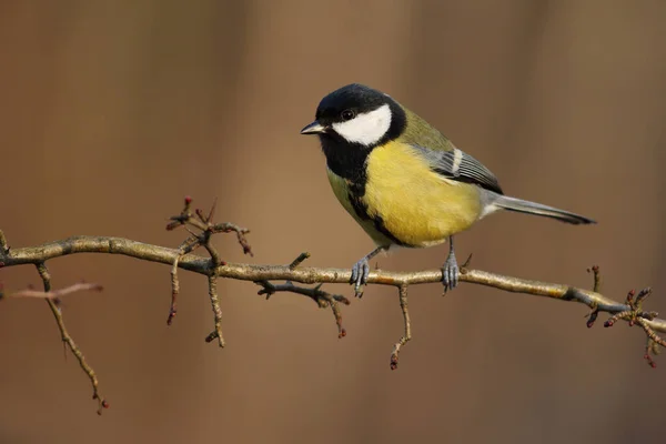 Great Tit Parus Major Sitting Twig Forest Wintertime Little Bird — Stockfoto