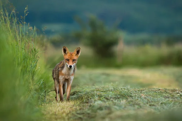 Volpe Rossa Avvoltoi Guardando Macchina Fotografica Sui Prati Estate Predatore — Foto Stock