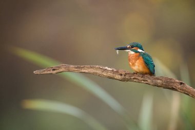 Sıradan bir balıkçı, alcedo, sonbahar doğasında ince bir dalda küçük bir balığı gagasında tutuyor. Nehir kenarında yakalaması olan renkli turuncu ve mavi bir kuş. Kopyalama alanı olan vahşi yaşam.