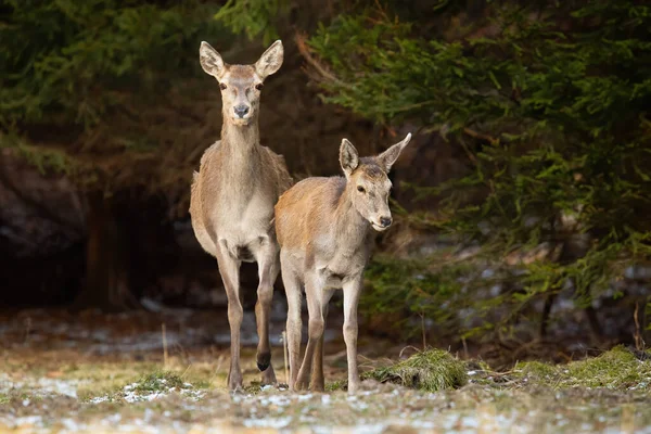 Cervus Elaphus 암사슴 동물들은 앞에서 접근하고 있었다 갈색의 포유류 침엽수가 — 스톡 사진