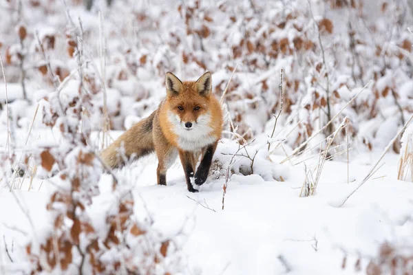 彫刻の彫刻 冬の自然の中で白のグレードに近づいています 冬になると雪の上にオレンジの哺乳類が近づいてくる 雪の森を歩くふわふわの動物 — ストック写真
