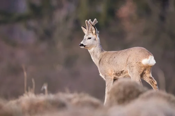 Roe Jeleń Capreolus Capreolus Patrząc Suchą Łąkę Przyrodzie Wiosną Buck — Zdjęcie stockowe