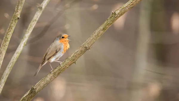 Robin Europeu Erithacus Rubecula Cantando Árvore Natureza Primavera Pássaro Marrom — Fotografia de Stock