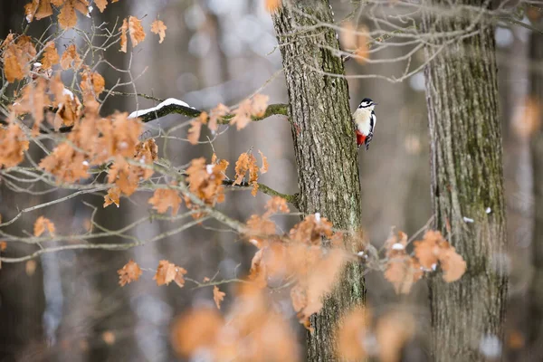 Velký Tečkovaný Datel Dendrocopos Major Podzim Šplhá Strom Malý Ptáček — Stock fotografie