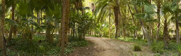 Panoramic photo of palm trees in the city Park Maria Luisa. The capital city Sevilla. Andalusia. Spain.