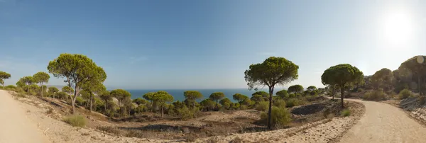 Zdjęcie panoramiczne drzew sosnowych, w pobliżu oceanu z błękitem nieba. Barbate, Andaluzja. Andaluzja. Hiszpania. — Zdjęcie stockowe