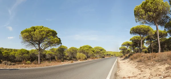 Panoramic photo of road and pine trees with blue sky. On the road. Barbate, Cadiz. Andalusia. Spain. — Stock Photo, Image