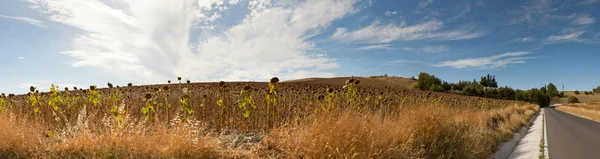 Bela foto panorâmica da estrada através do Parque Natural Sierra de Grazalema. Na estrada. Céu azul nublado. Campos de girassol. Cenário incrível. Andaluzia. Espanha . — Fotografia de Stock