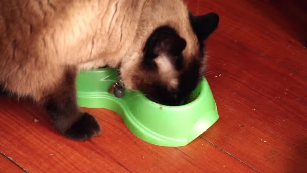 Siamese katt äta från gröna hinken. trägolv. ovanifrån. — Stockvideo