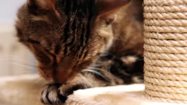 Gato lavándose . — Vídeo de stock