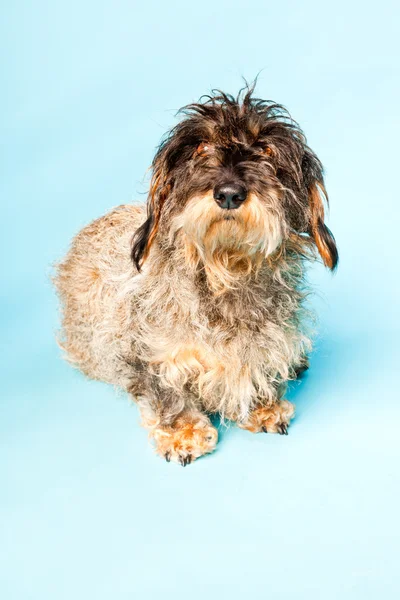 Cute rough haired dachshund isolated on light blue background. Studio shot. — Stock Photo, Image