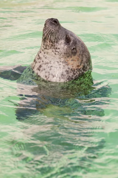 Cute seal in basin. — Stock Photo, Image