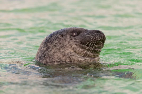 Cute seal in basin. — Stock Photo, Image