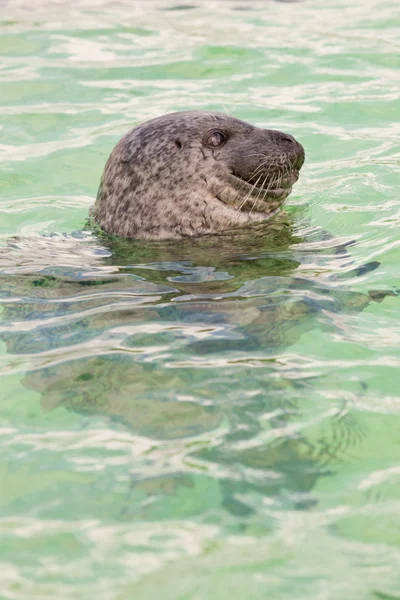 Cute seal in basin. — Stock Photo, Image