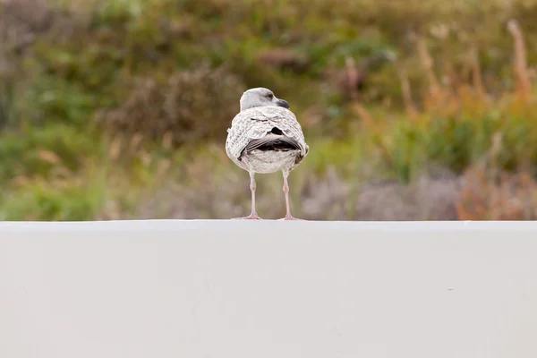 Seagull staande op de rand van een witte muur. — Stockfoto