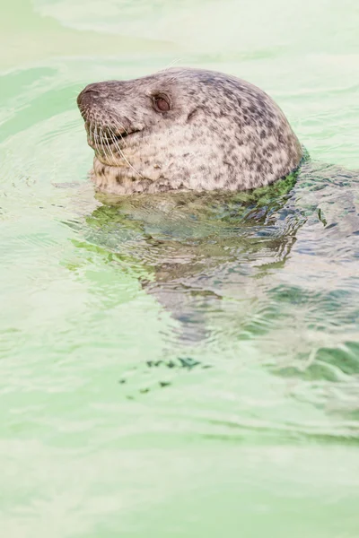 Niedliche junge Robbe im Becken. — Stockfoto