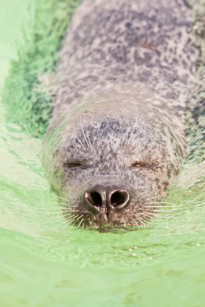 Cute young seal in basin. — Stock Photo, Image